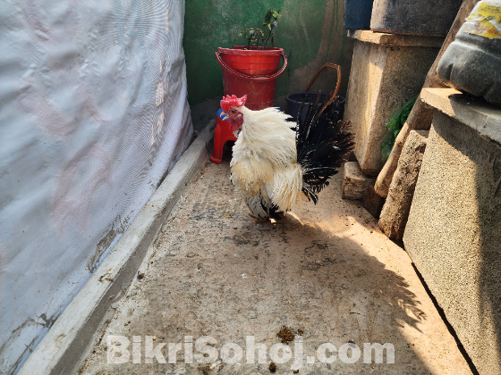 জাপানিজ ব্লাক টেইল বেন্থাম